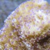 Sandpaper Rice Coral
